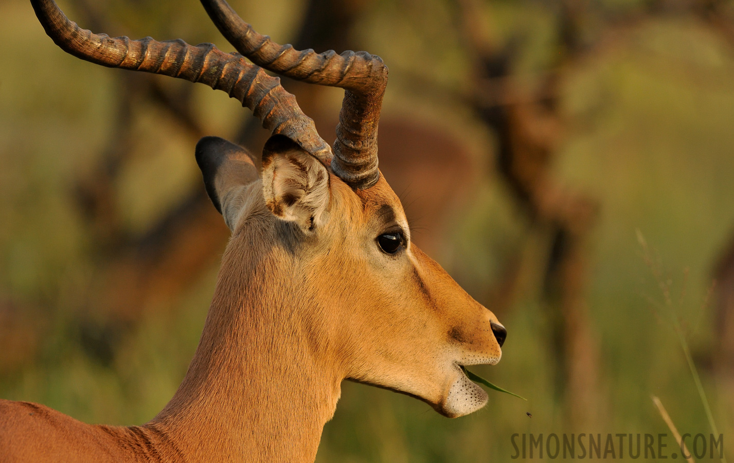 Aepyceros melampus [340 mm, 1/640 sec at f / 8.0, ISO 1600]